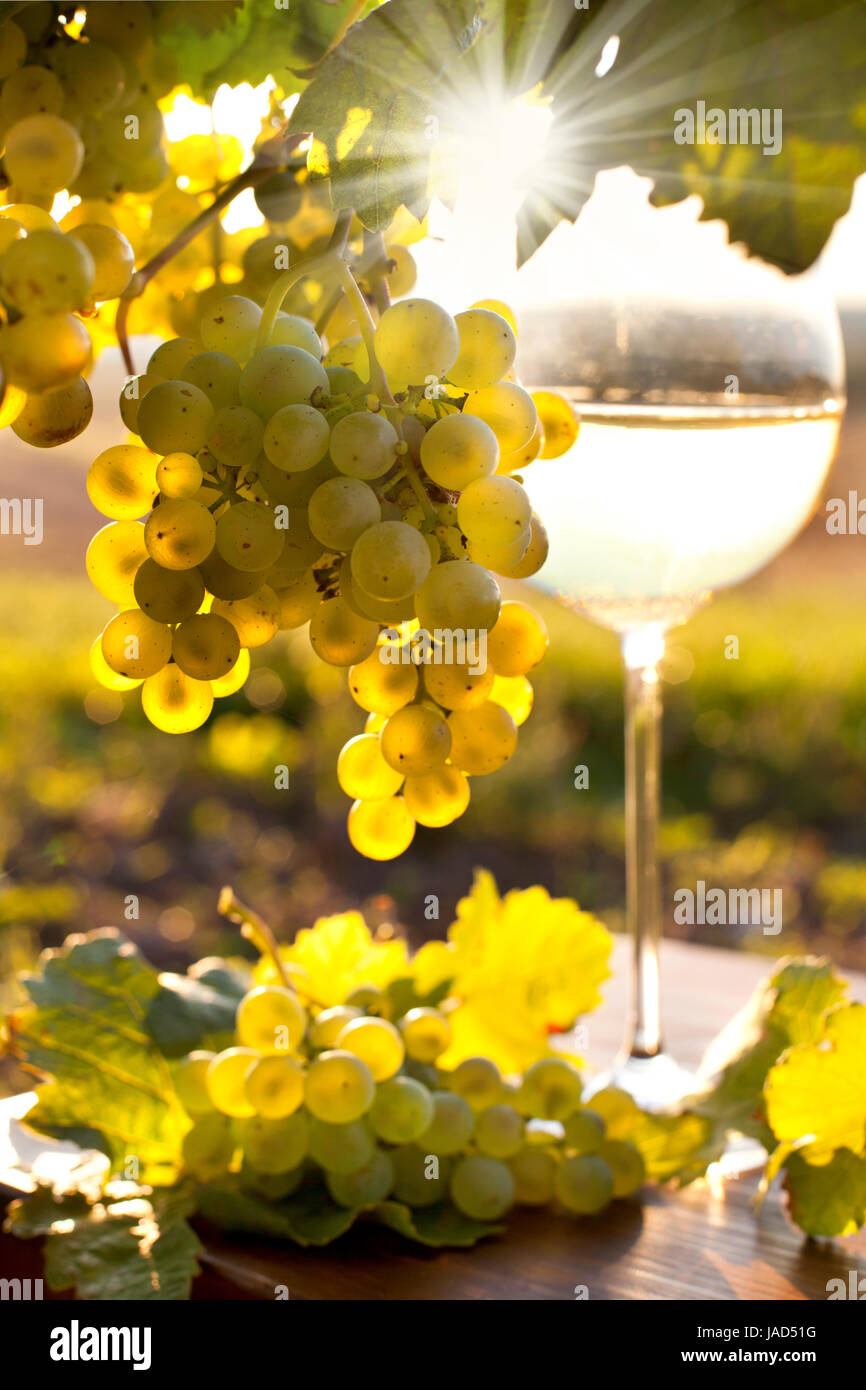 wine in sunny autumn Stock Photo