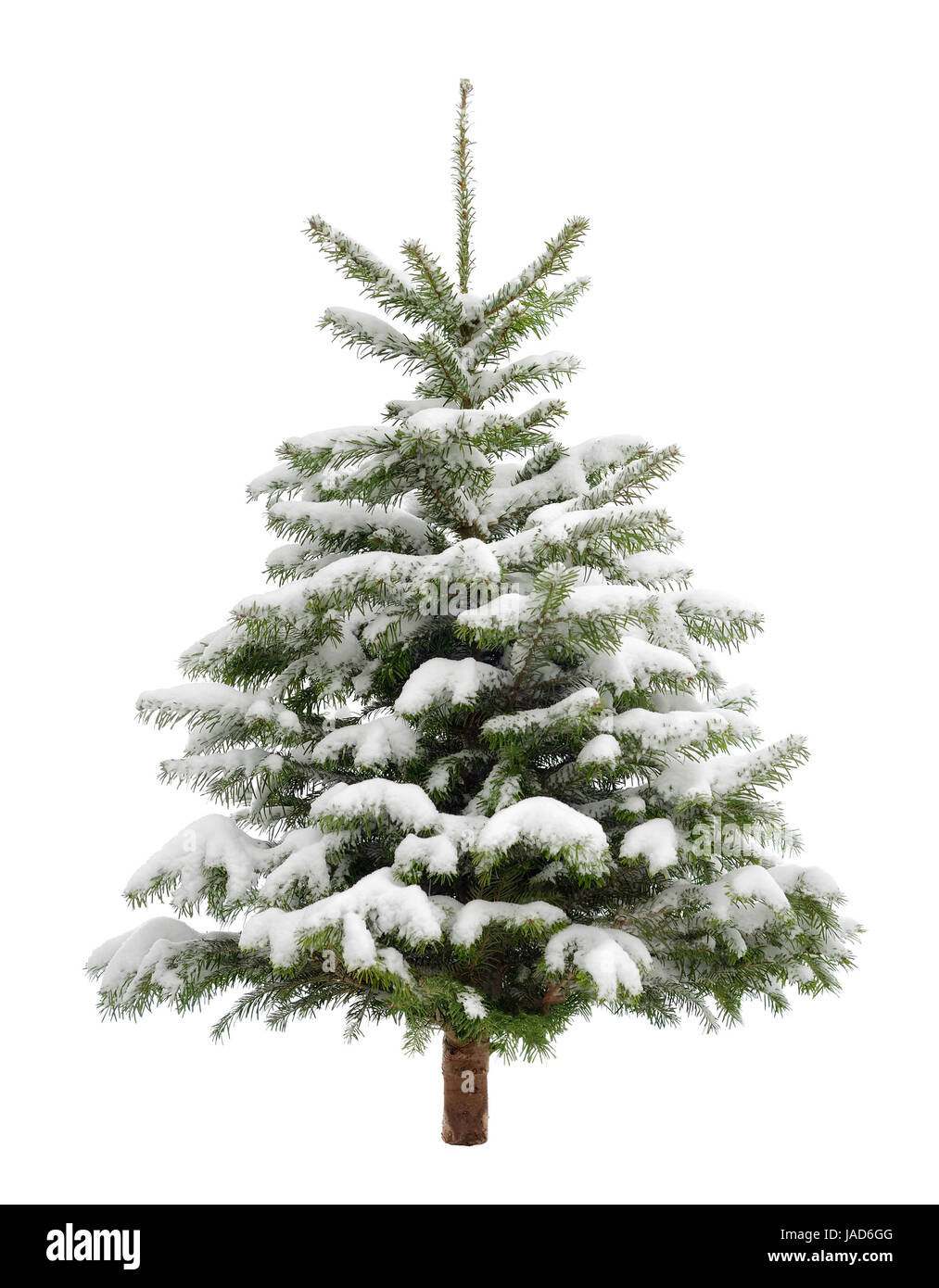Schön geformter kleiner Tannenbaum im Schnee, isoliert auf weiß Stock Photo