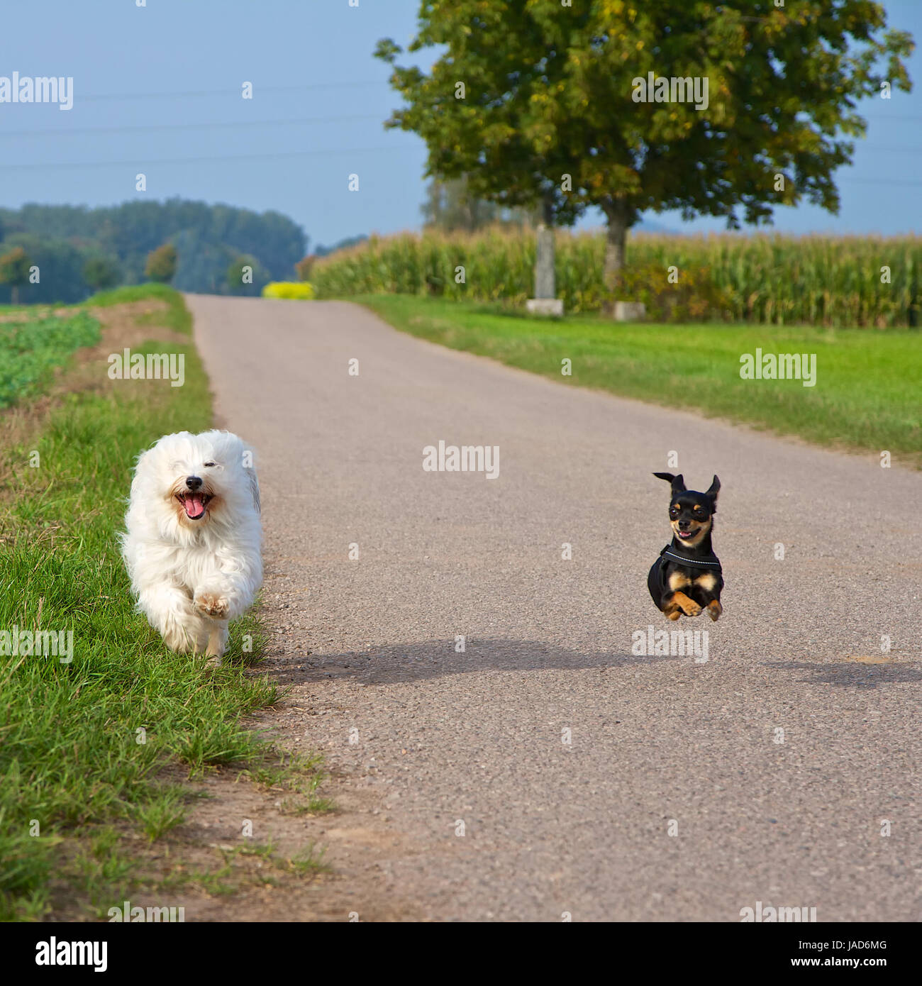 Zwei kleine Hunde beim Wettrennen, im Hintergrund die Straße und Felder. Stock Photo