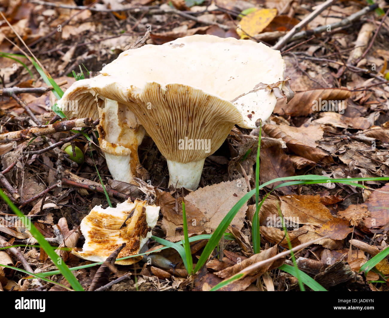 russula delica (milk-white brittlegil) mushroom in autumn litter Stock Photo