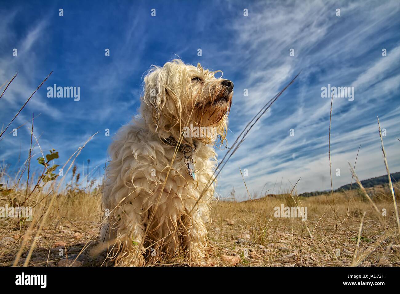 Ein Kleiner aber sehr stolzer Junger Hund sitzt vor einem Blauen Himmel mit Wolken, das ganze mit einem Weitwinkel Objektiv eingefangen. Stock Photo