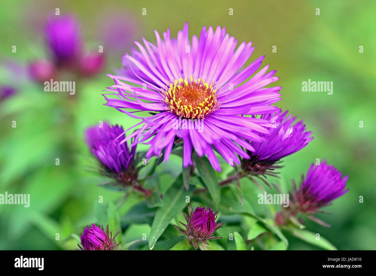 symphyotrichum novae-angliae - aster novae-angliae purple dome Stock Photo