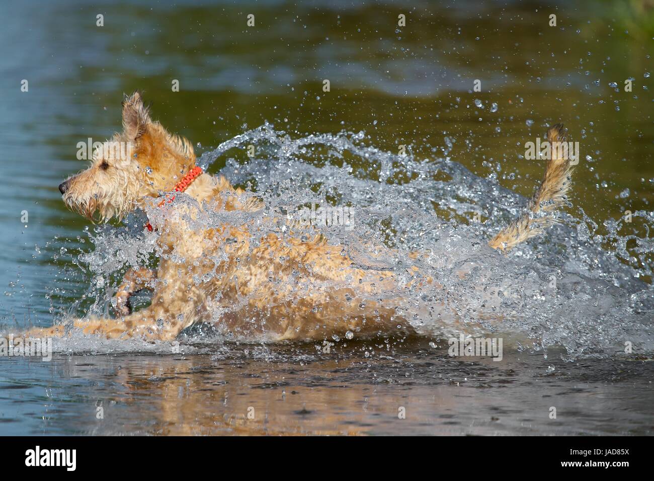 Hund Wasser Spritzen High Resolution Stock Photography and Images - Alamy