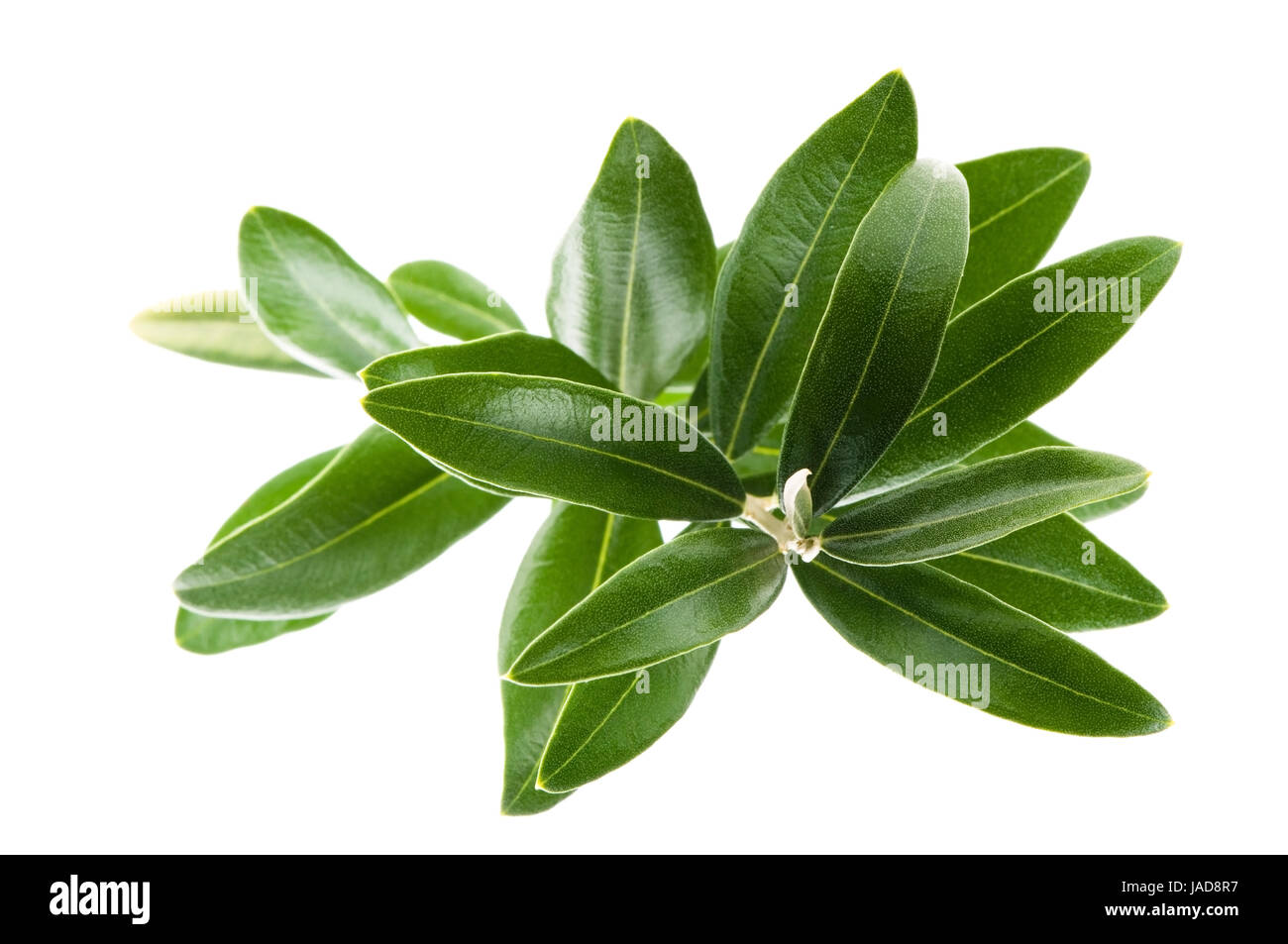 Fresh olive branch leaves isolated on white background Stock Photo - Alamy