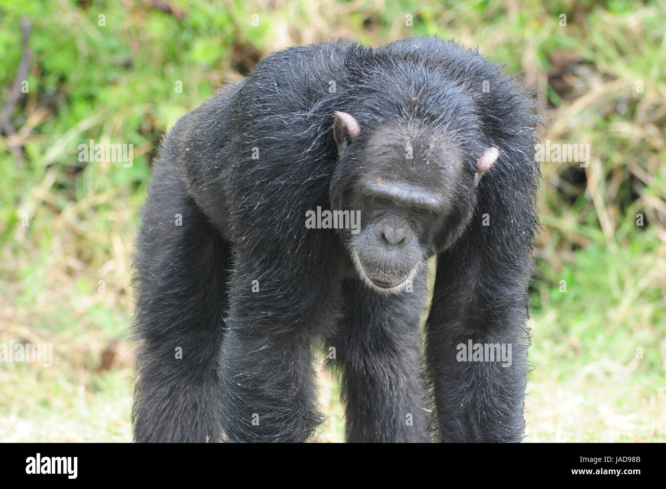 Kenia wildtiere hi-res stock photography and images - Alamy