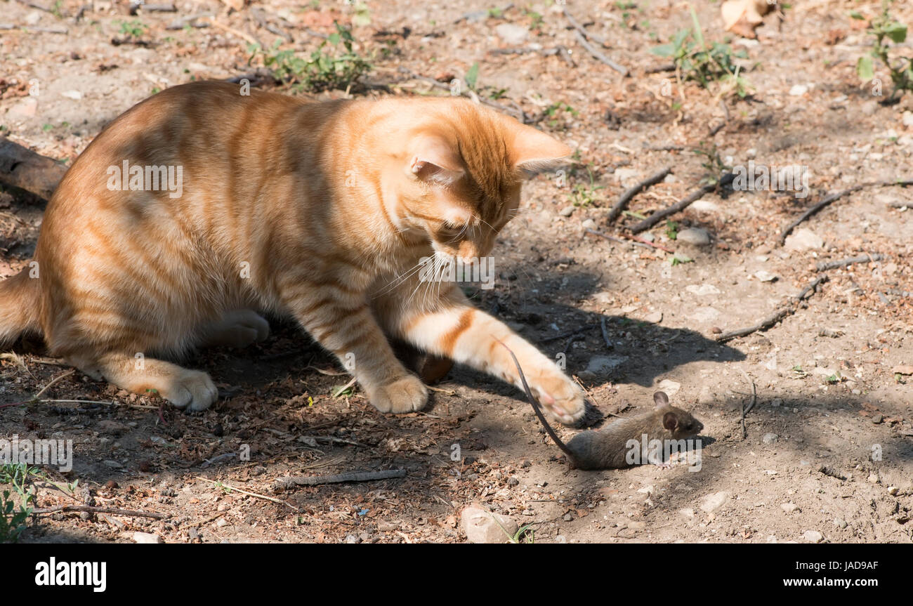 Cat and mouse in garden. Cat catching mouse Stock Photo Alamy