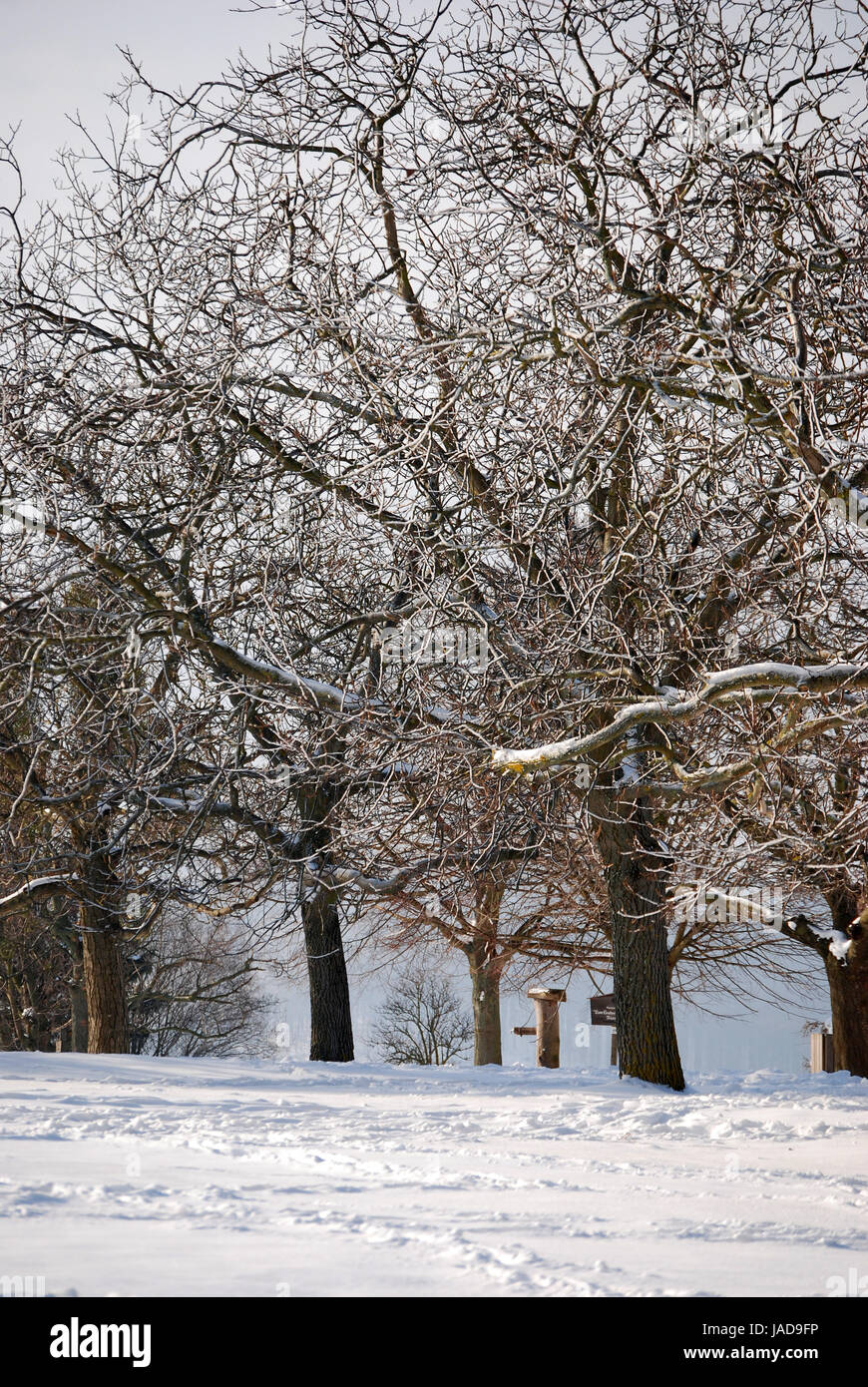 winter in the park Stock Photo
