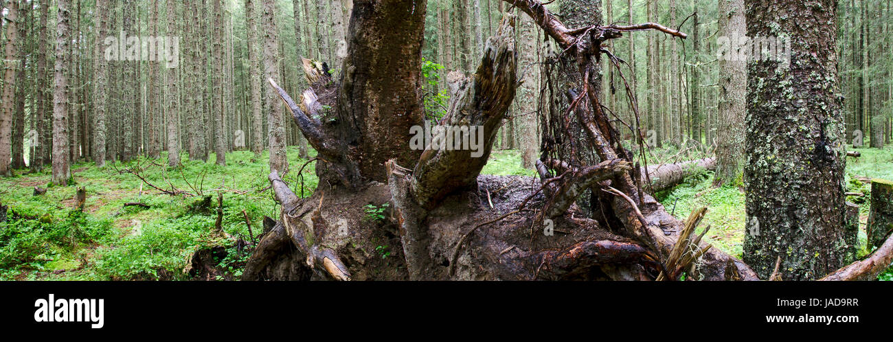Nadelwald mit abgestorbenem Baum, Tirol, Österreich; forest with dead tree, Tyrol, Austria Stock Photo