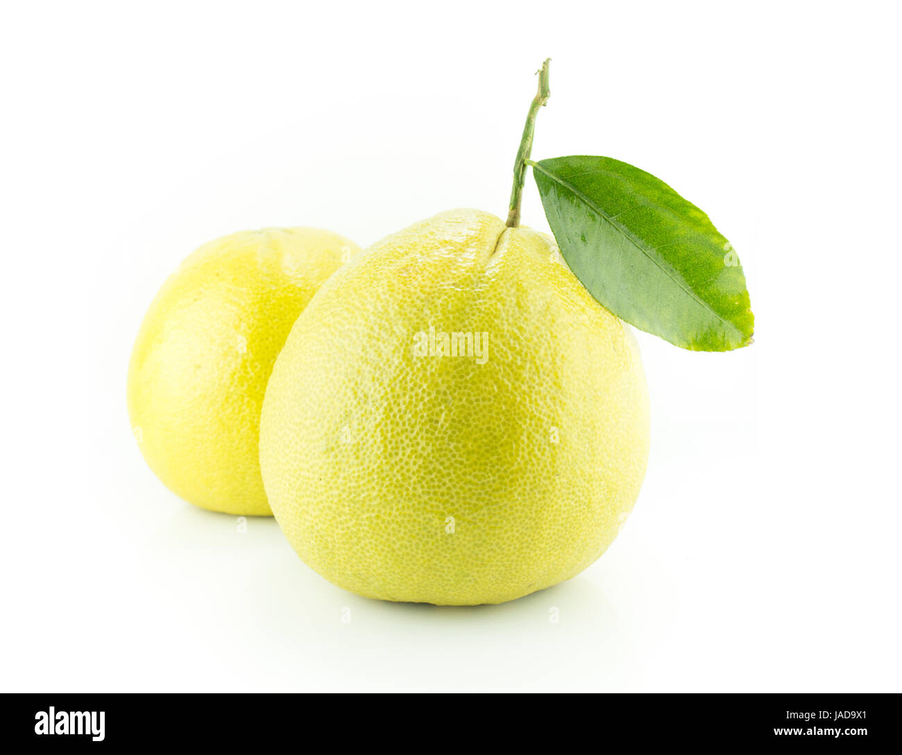 Bergamot oranges on white background Stock Photo Alamy