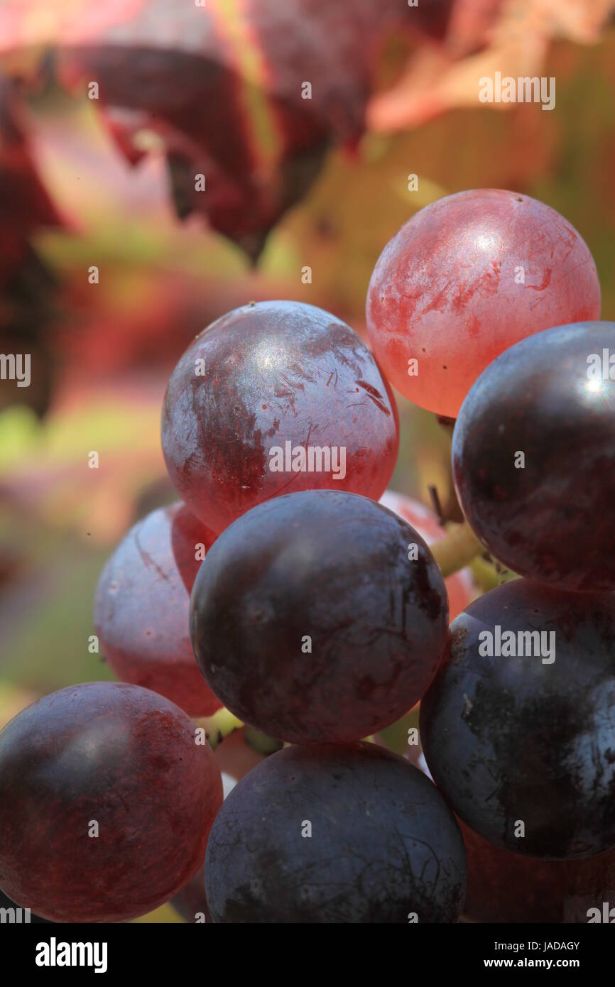 Roter trauben hi-res stock photography and images - Alamy