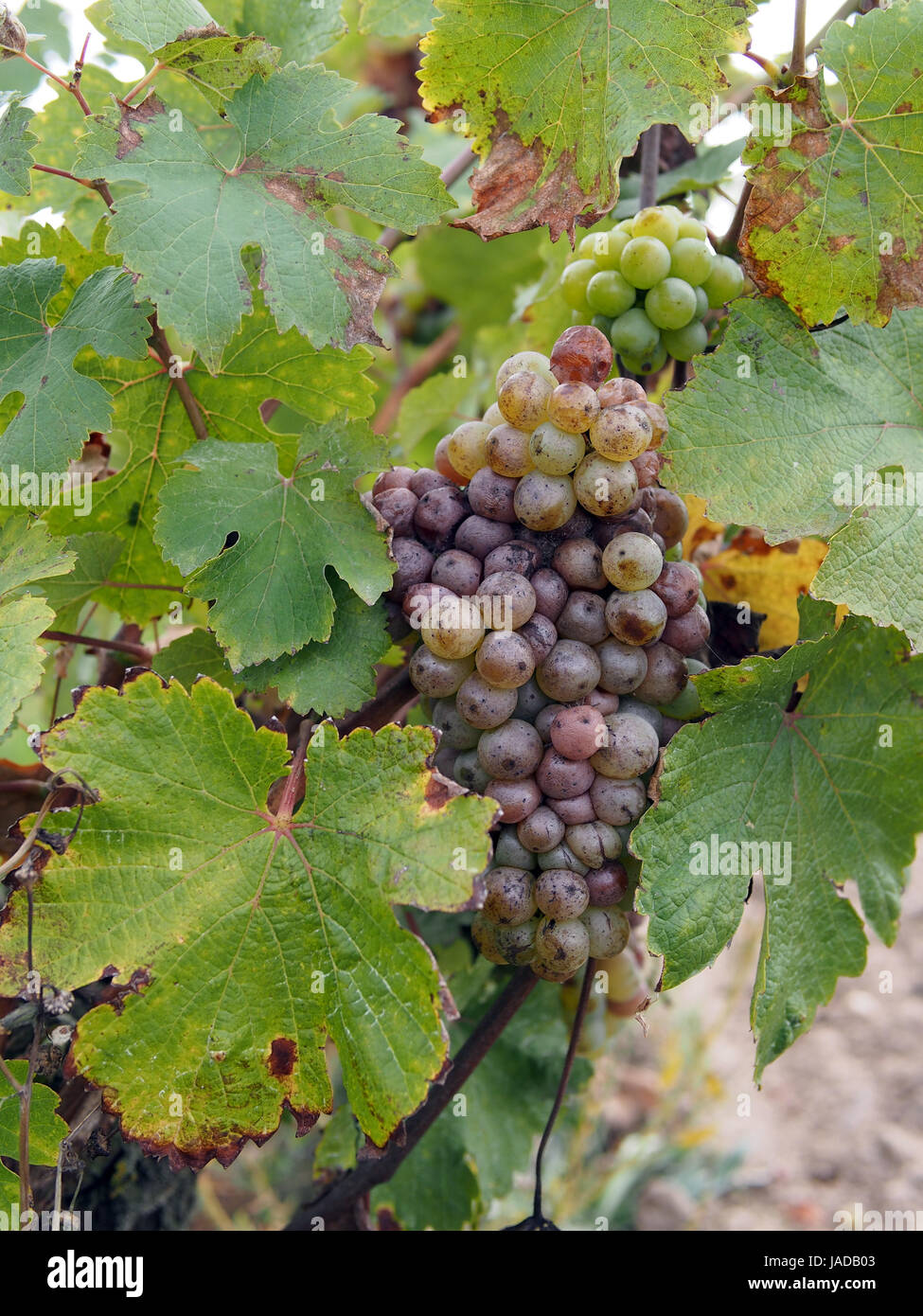 noble rot is a beneficial form of a grey fungus botrytis cinerea, it produces fine and concentrated wines Stock Photo