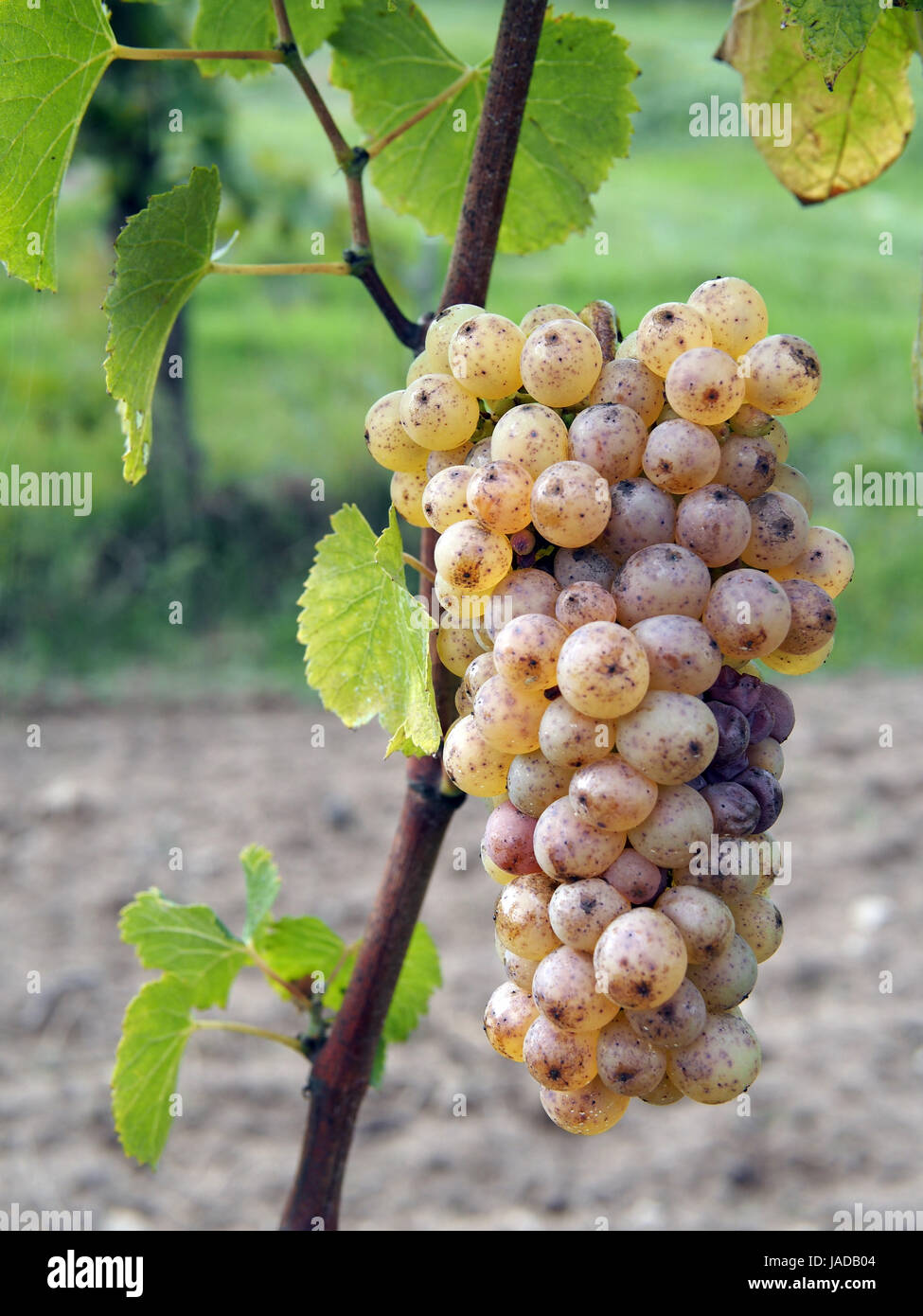 noble rot is a beneficial form of a grey fungus botrytis cinerea, it produces fine and concentrated wines Stock Photo