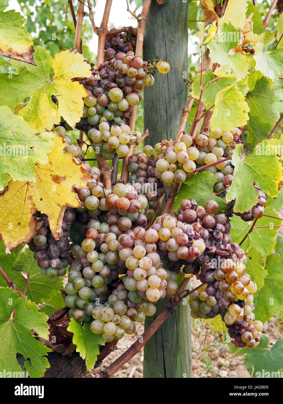 noble rot is a beneficial form of a grey fungus botrytis cinerea, it produces fine and concentrated wines Stock Photo
