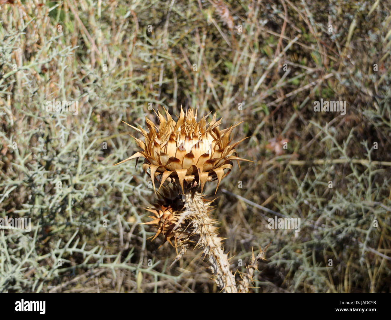 artichoke medicinal plant Stock Photo Alamy