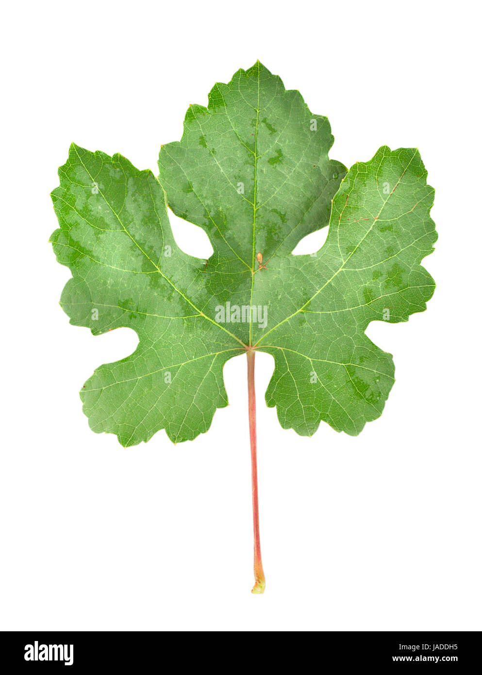 Grape leaves isolated on white background Stock Photo - Alamy