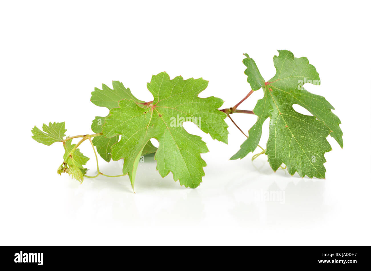 Grape leaves isolated on white background Stock Photo - Alamy
