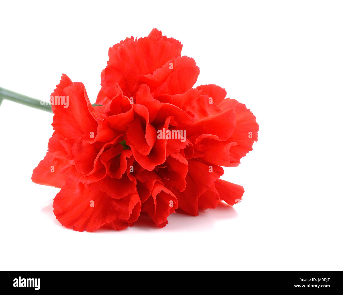 Red carnation flower isolated on white background Stock Photo - Alamy