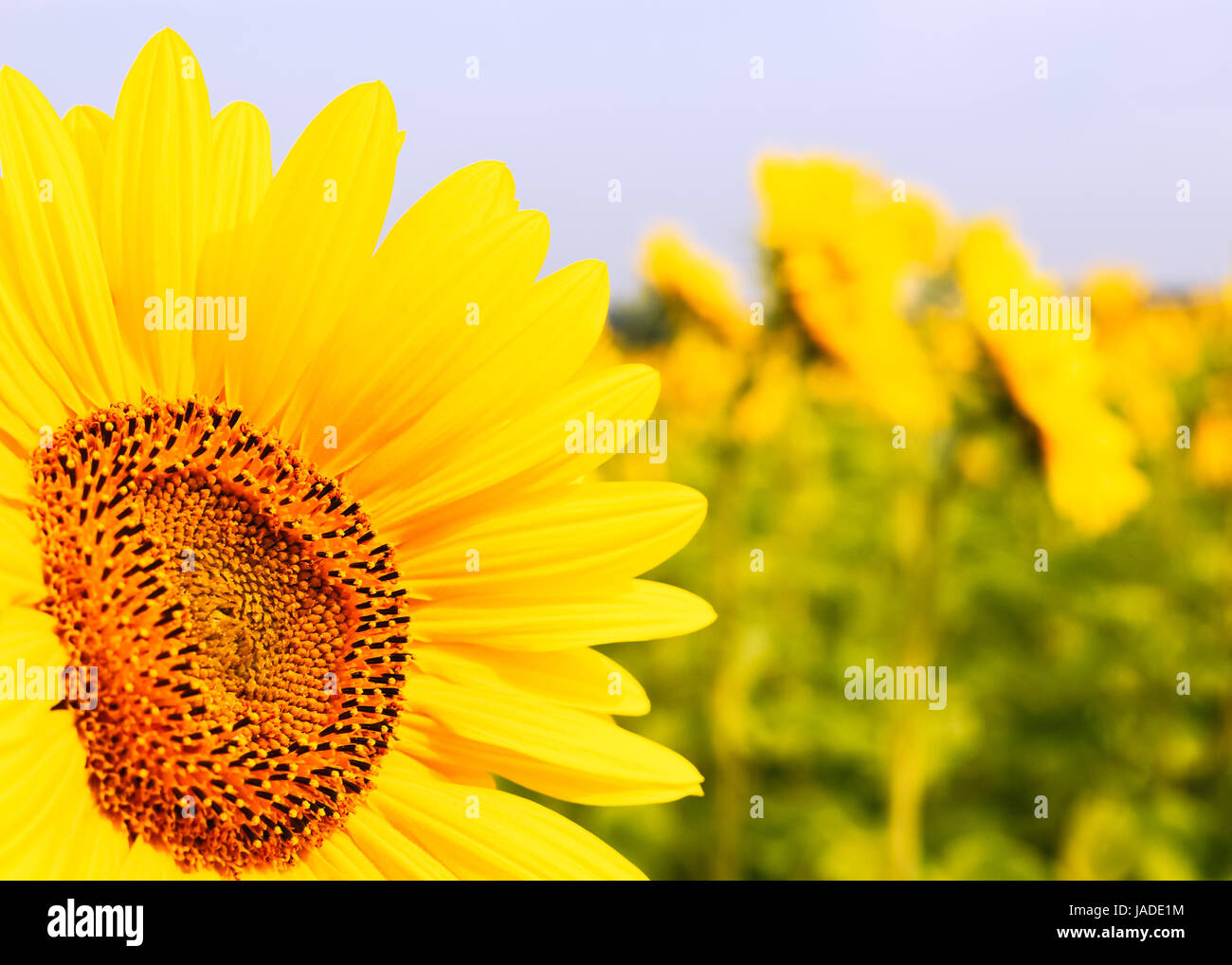 sunflower in the field Stock Photo - Alamy