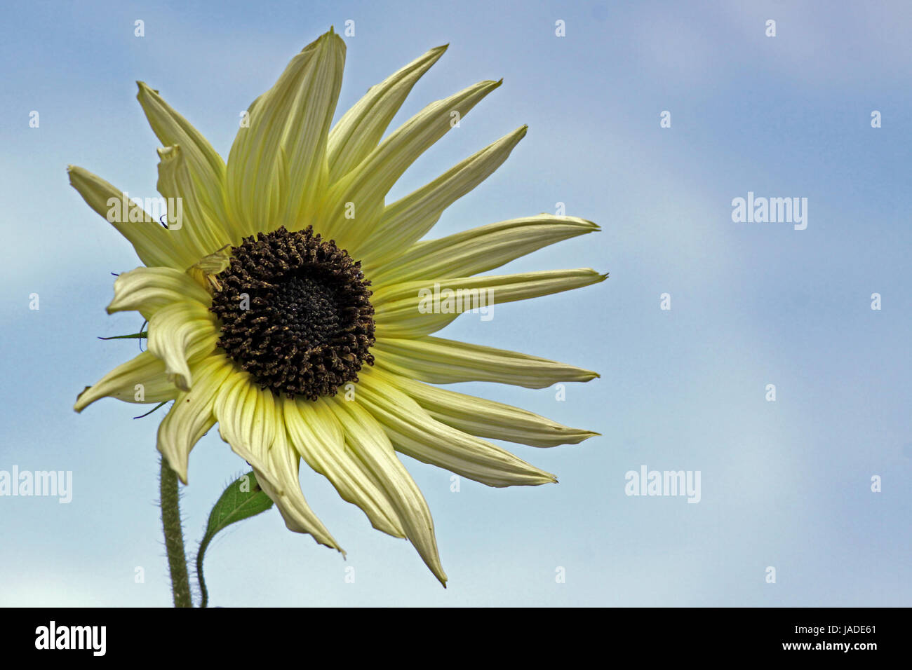 sunflower plant Stock Photo