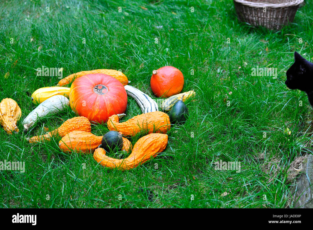Pumpkins with Cat  in the grass for Thanksgiving. Stock Photo