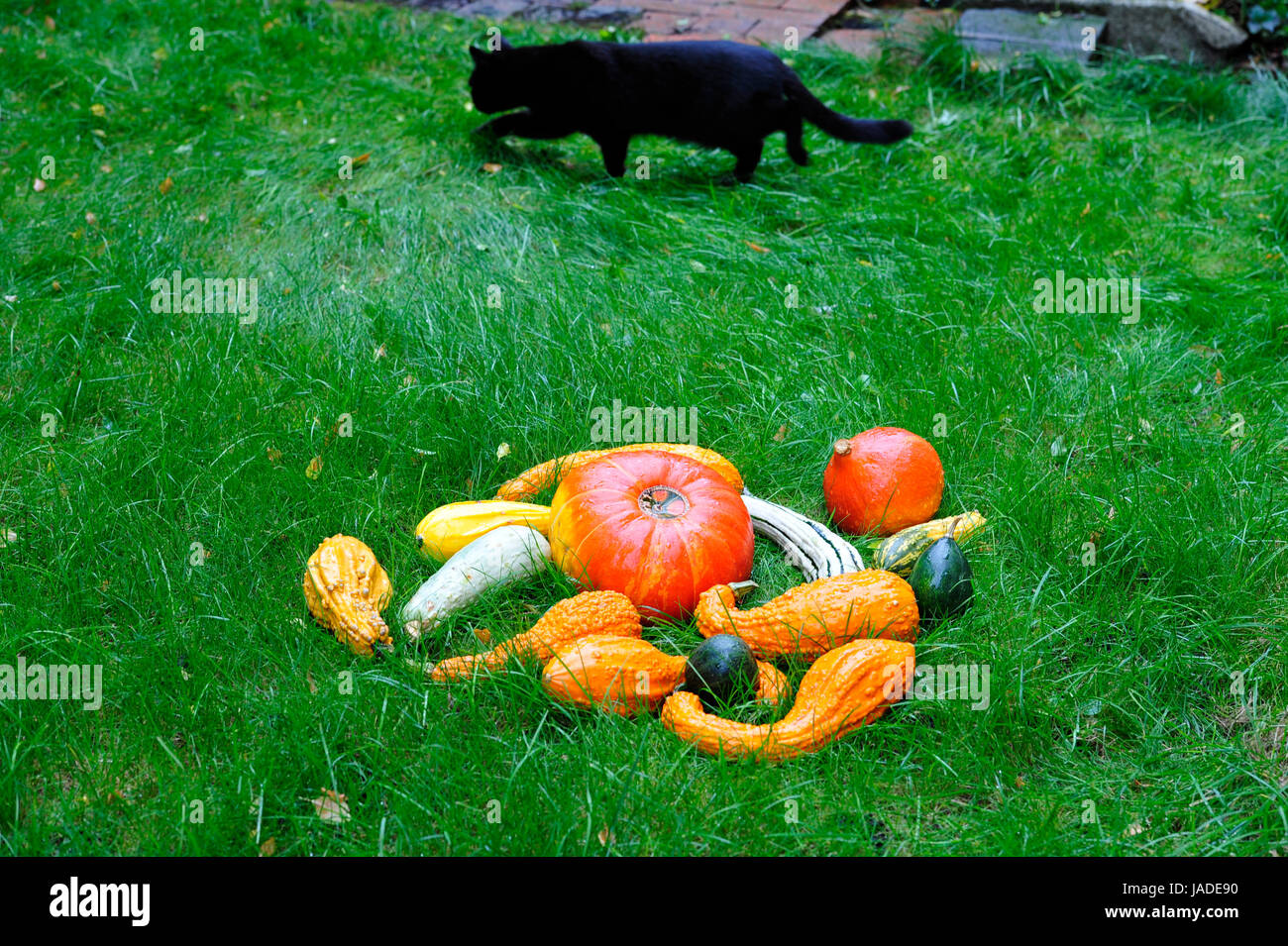 Pumpkins with Cat  in the grass for Thanksgiving. Stock Photo