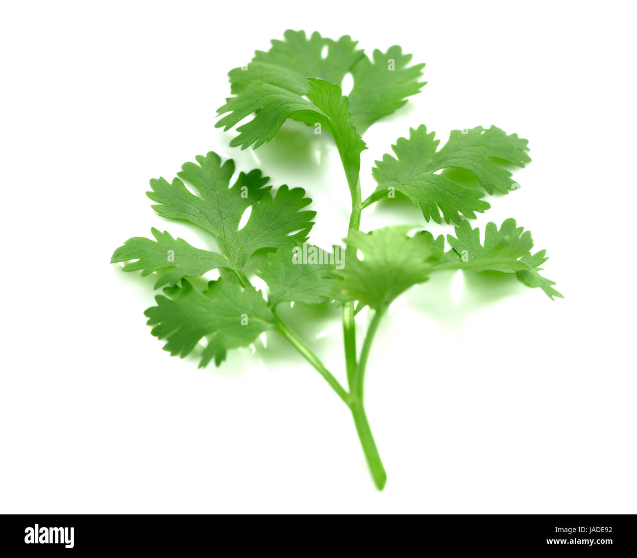 green parsley sprig isolated on white background Stock Photo