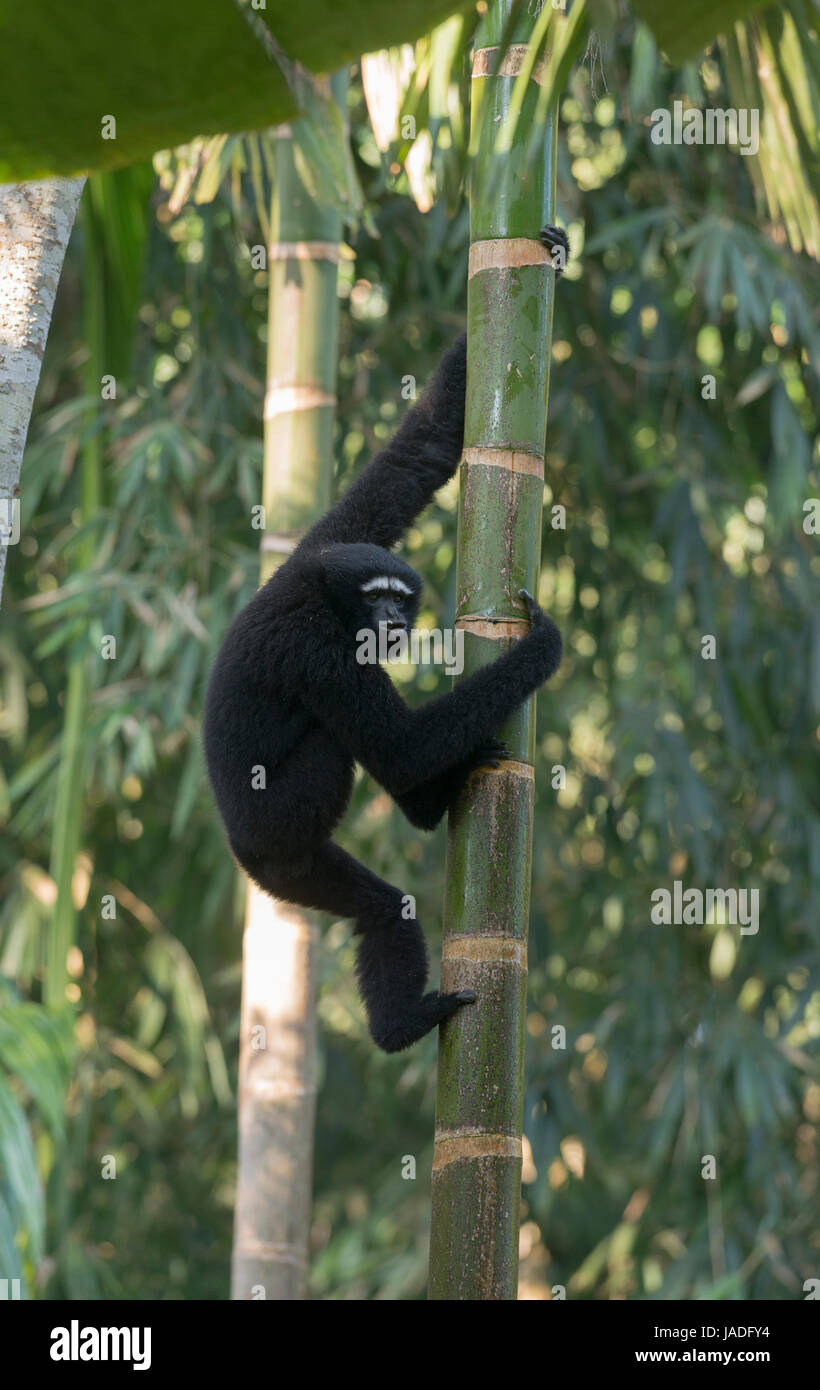Hoolock Gibbon Stock Photo Alamy
