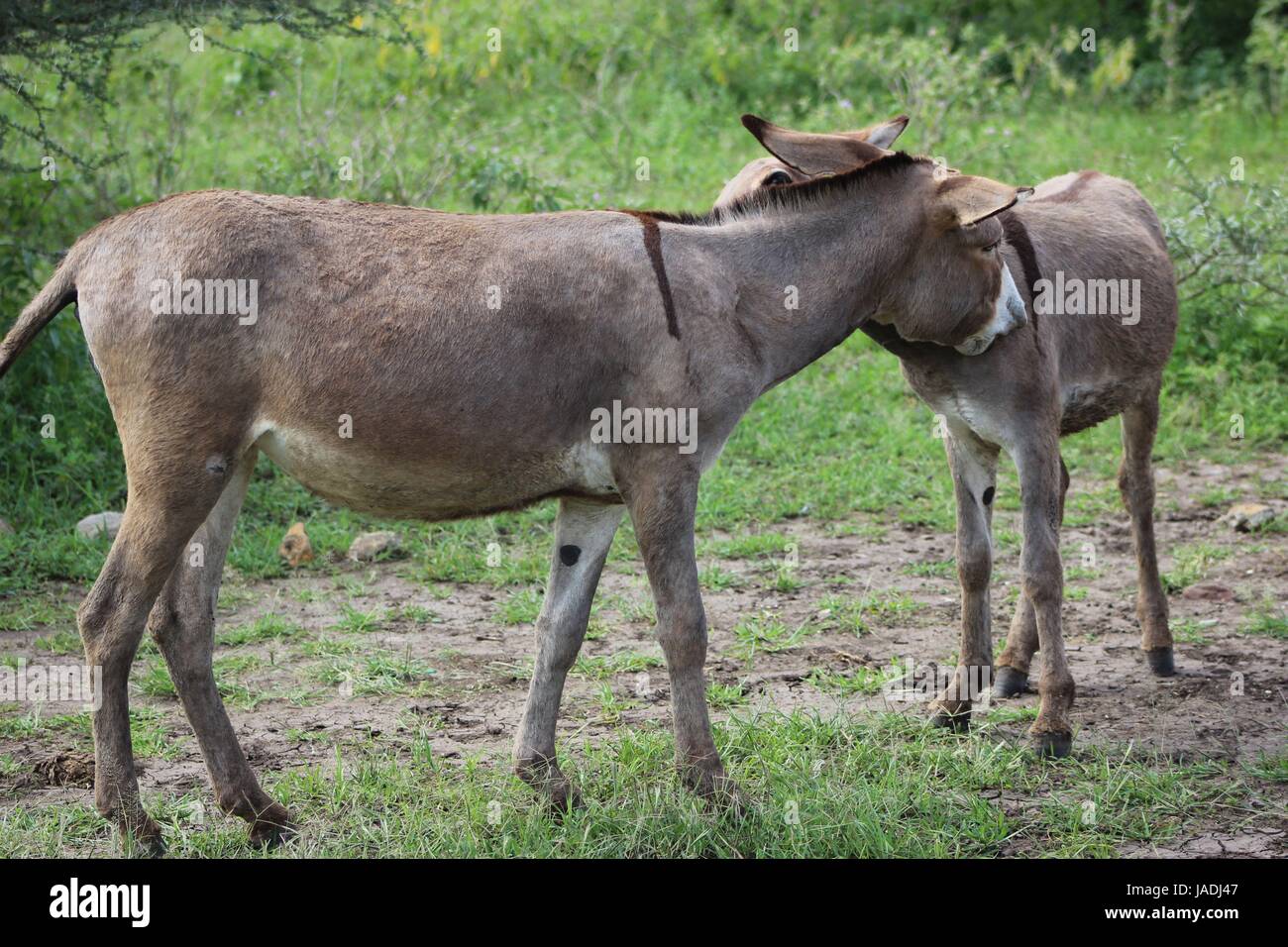Pair of nubian donkeys rubbing necks Stock Photo Alamy