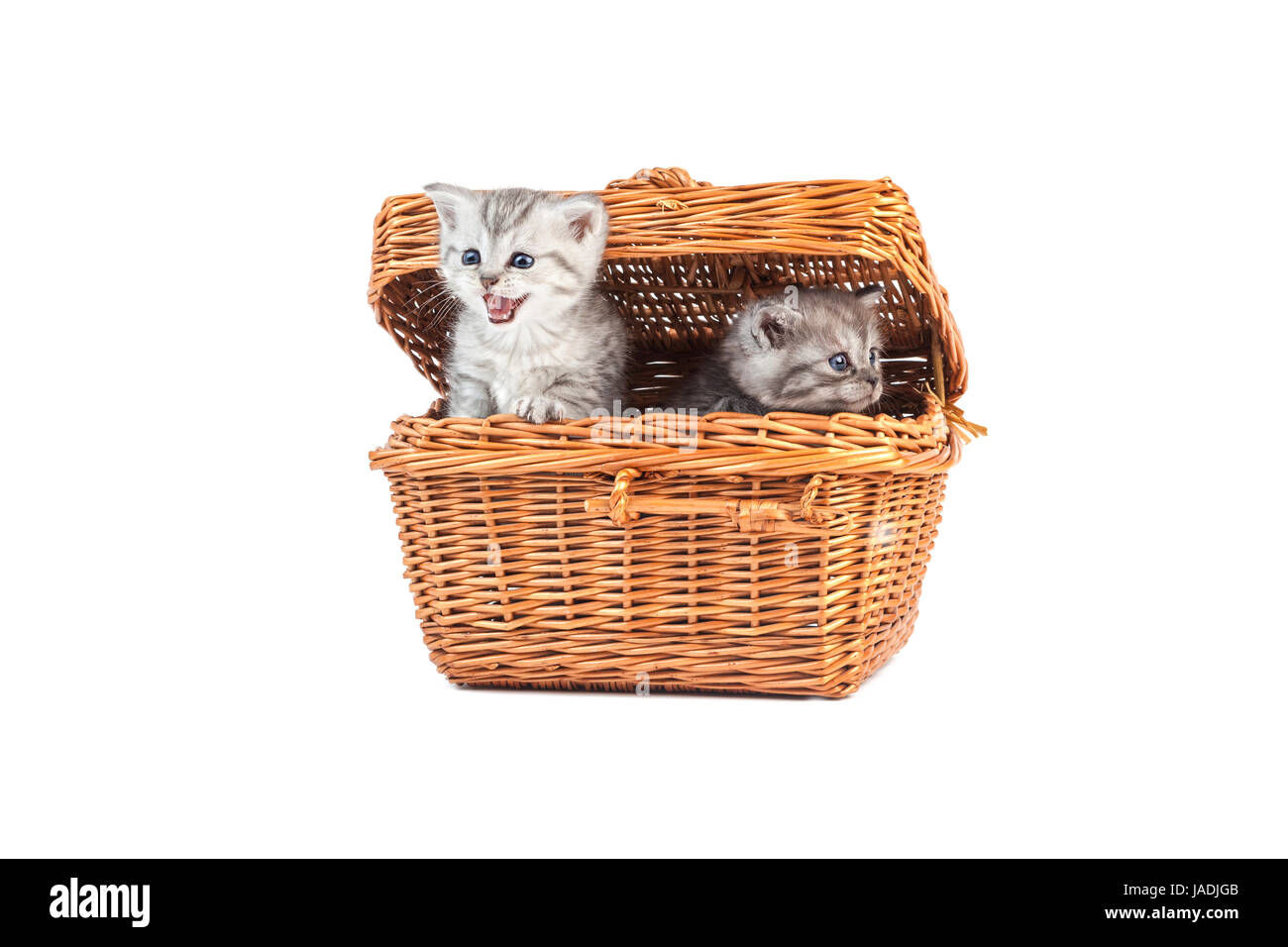 young kittens Stock Photo