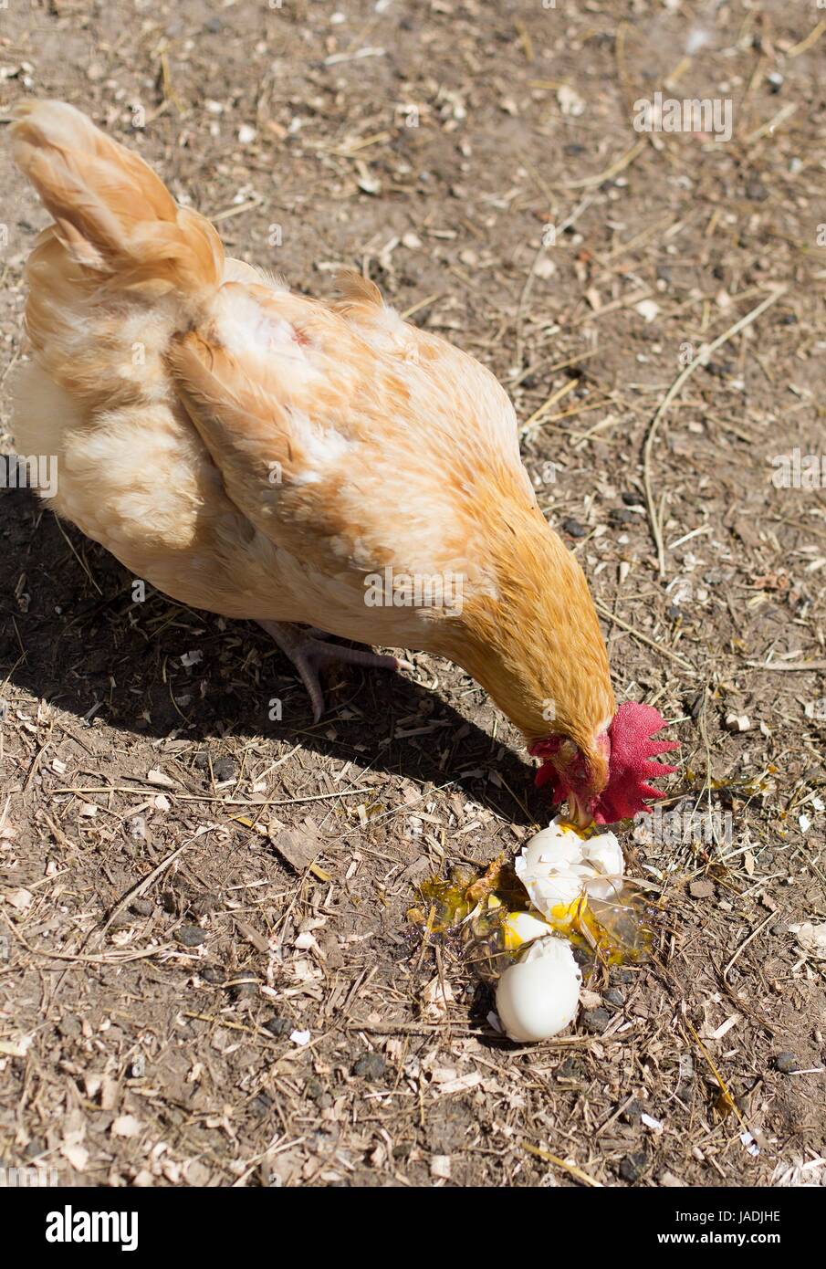 A chicken eating a broken egg Stock Photo Alamy