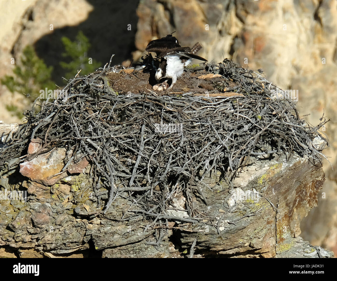 Fish eggs river hires stock photography and images Alamy