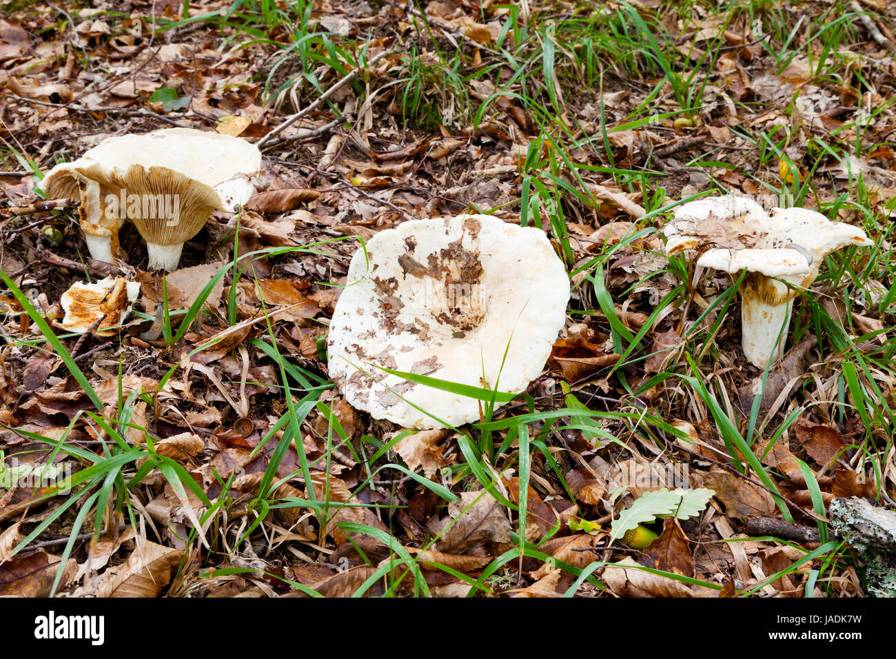 russula delica (milk-white brittlegil) mushrooms in autumn litter Stock Photo