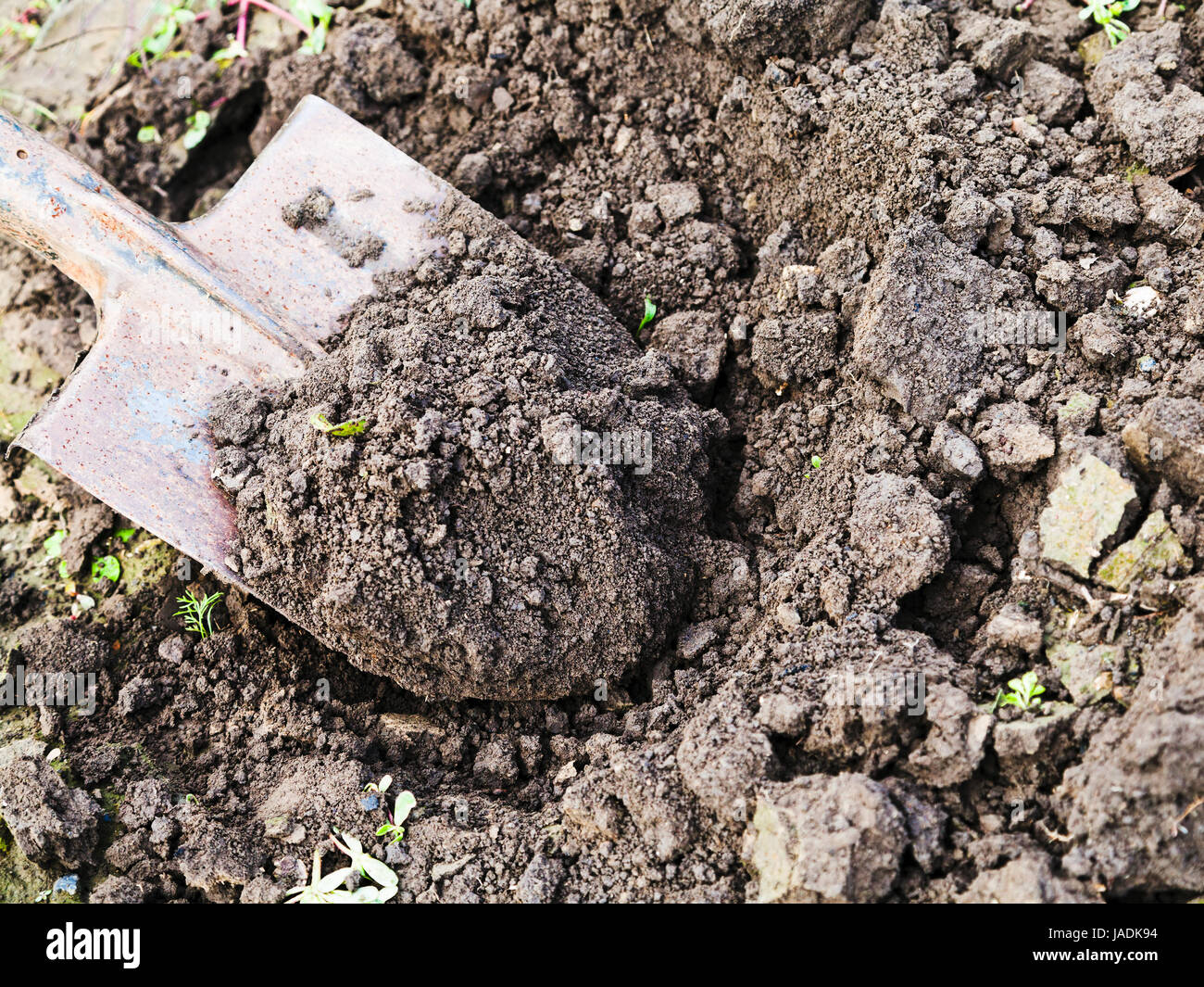 digging hole with spade in field Stock Photo Alamy