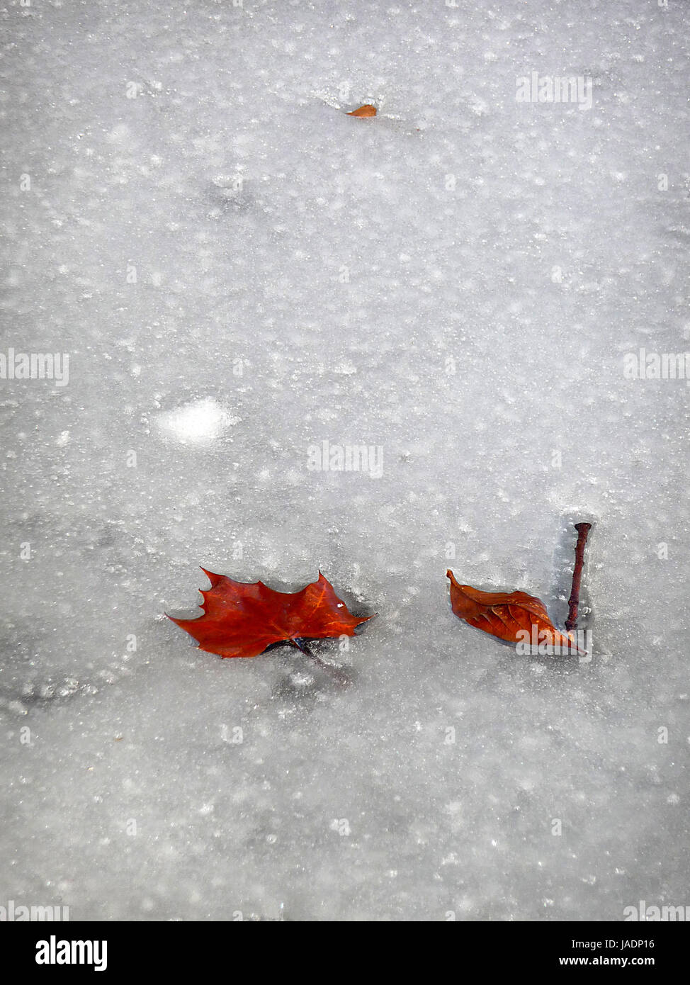 leaves in ice Stock Photo