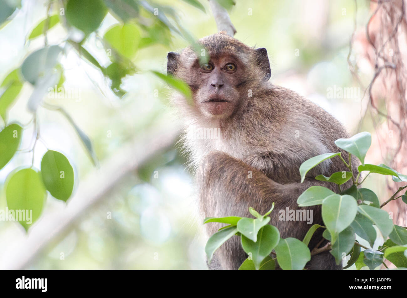 Portrait of a young crab-eating macaque (Macaca fascicularis) or long-tailed macaque resting on a tree in Thailand Stock Photo