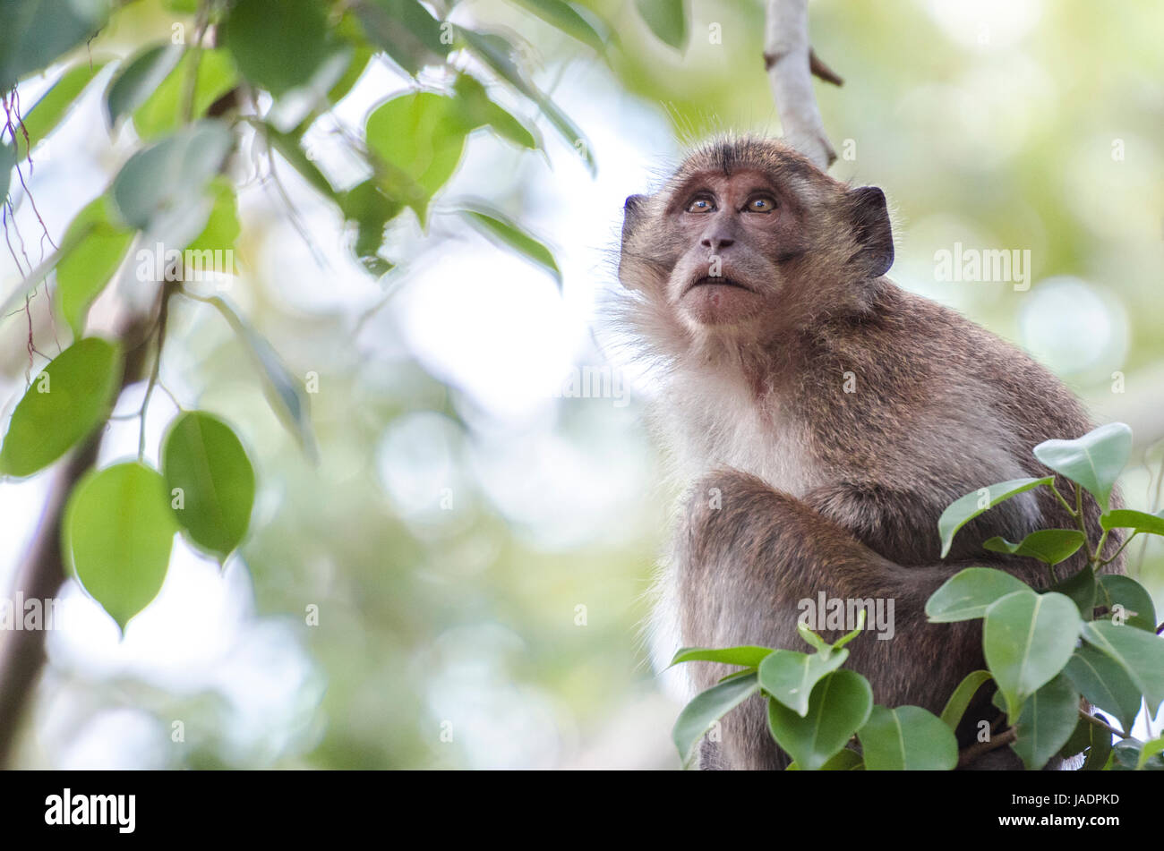 Young crab-eating macaque (Macaca fascicularis) or long-tailed macaque contemplating while sitting on a tree in Thailand Stock Photo