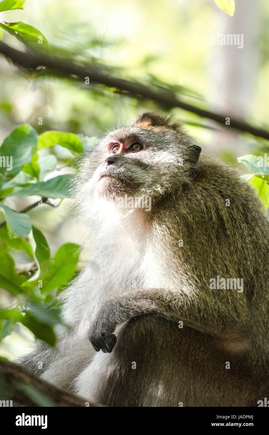 Adult crab-eating macaque (Macaca fascicularis) or long-tailed macaque contemplating while sitting on a tree in Thailand Stock Photo