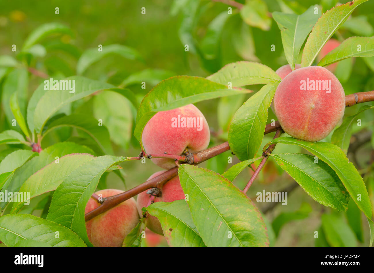 Prunus persica, Stock Photo