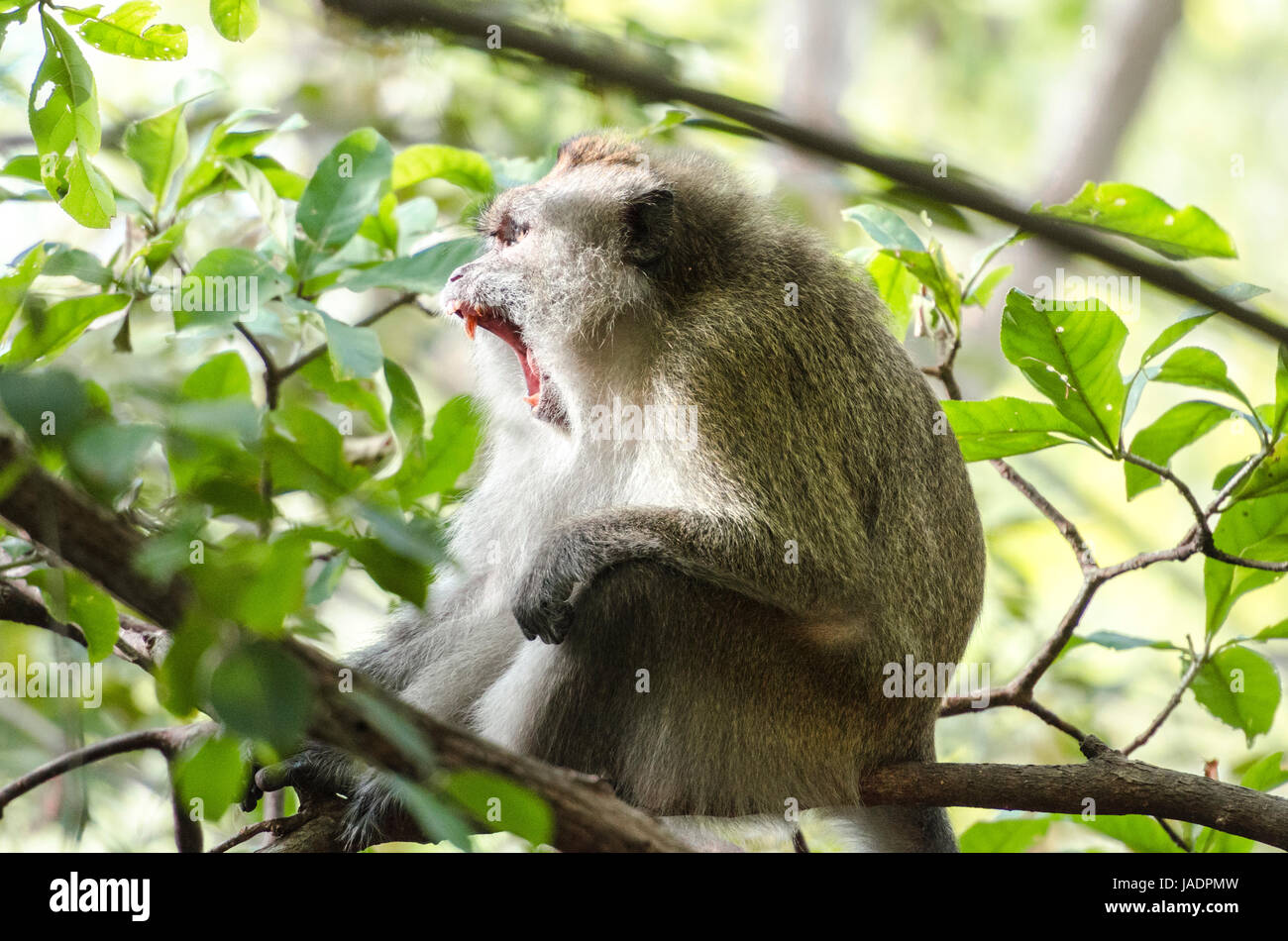 Crab-eating macaque (Macaca fascicularis) or long-tailed macaque ...
