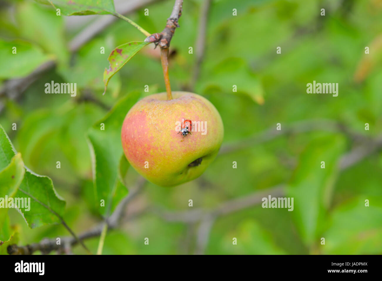 apple and ladybird Stock Photo