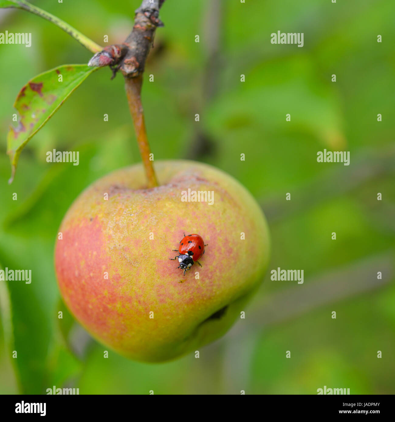 apple and ladybird Stock Photo