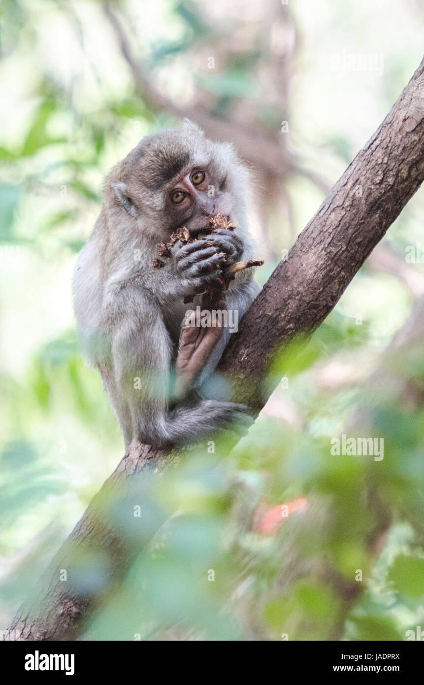 Young crab-eating macaque (Macaca fascicularis) or long-tailed macaque looking straight into the camera while feeding on bananas in Thailand Stock Photo