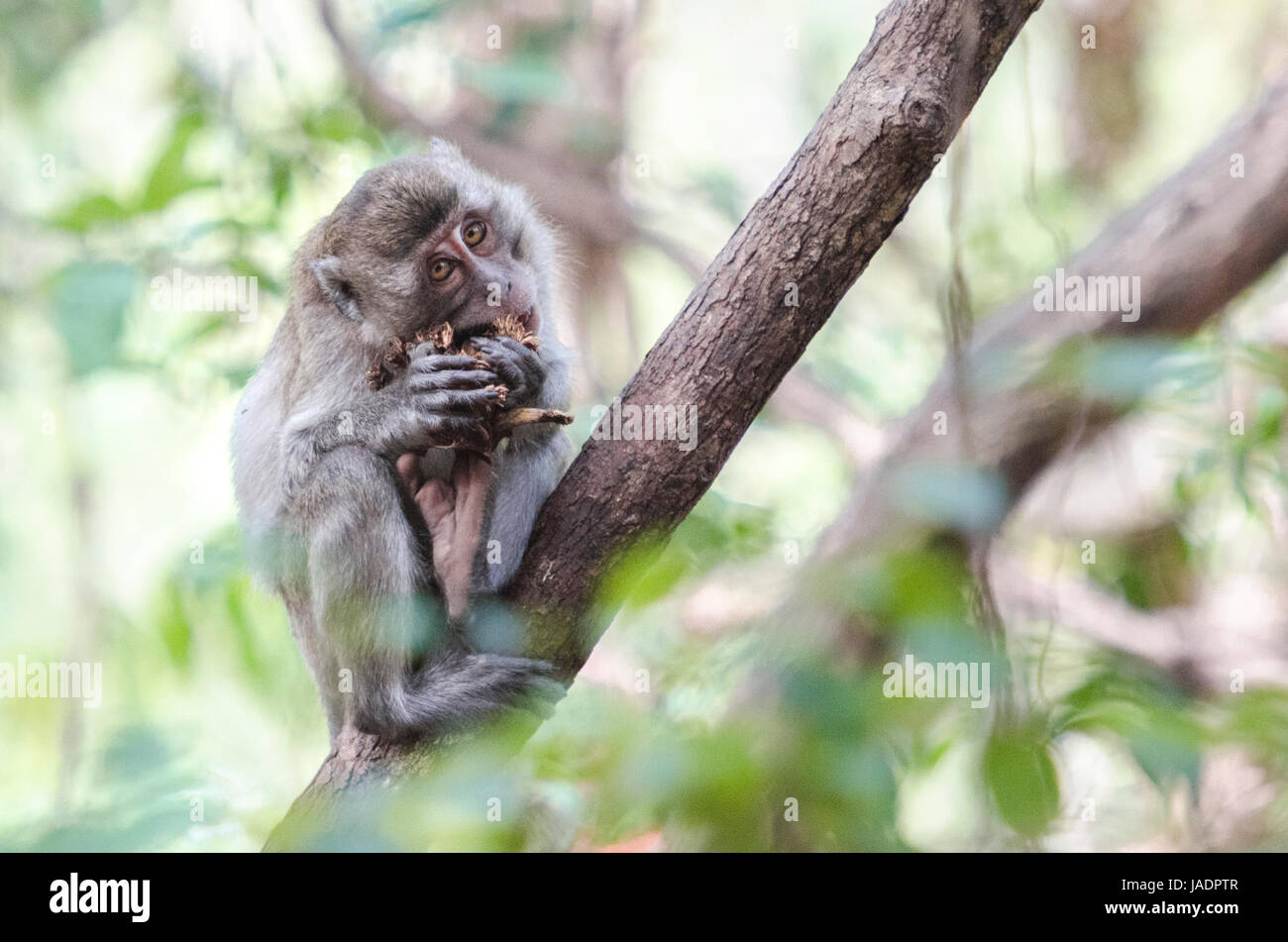 Young crab-eating macaque (Macaca fascicularis) or long-tailed macaque feeding on bananas while sitting on a tree in Thailand Stock Photo
