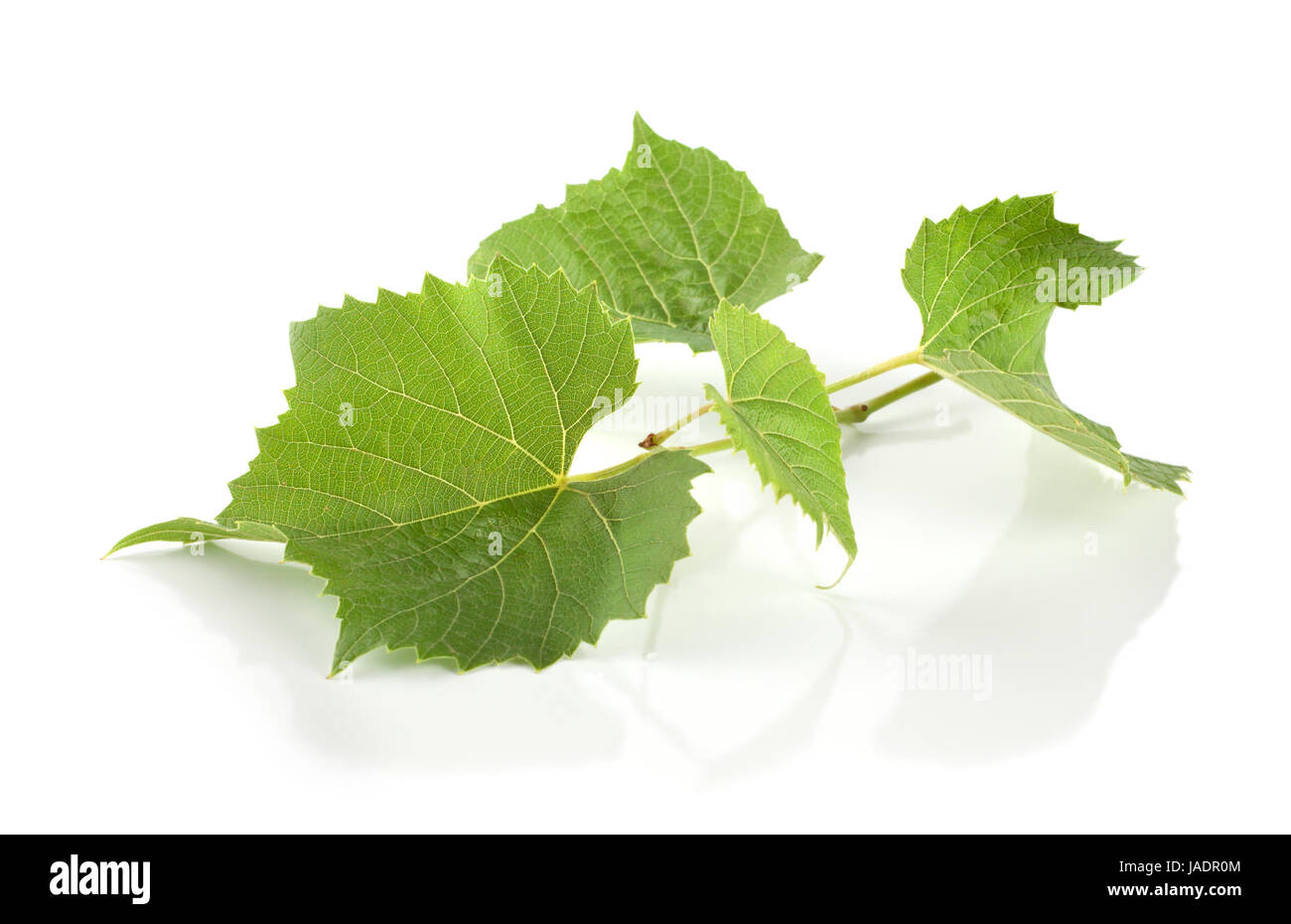 Grape leaves isolated on white background Stock Photo - Alamy