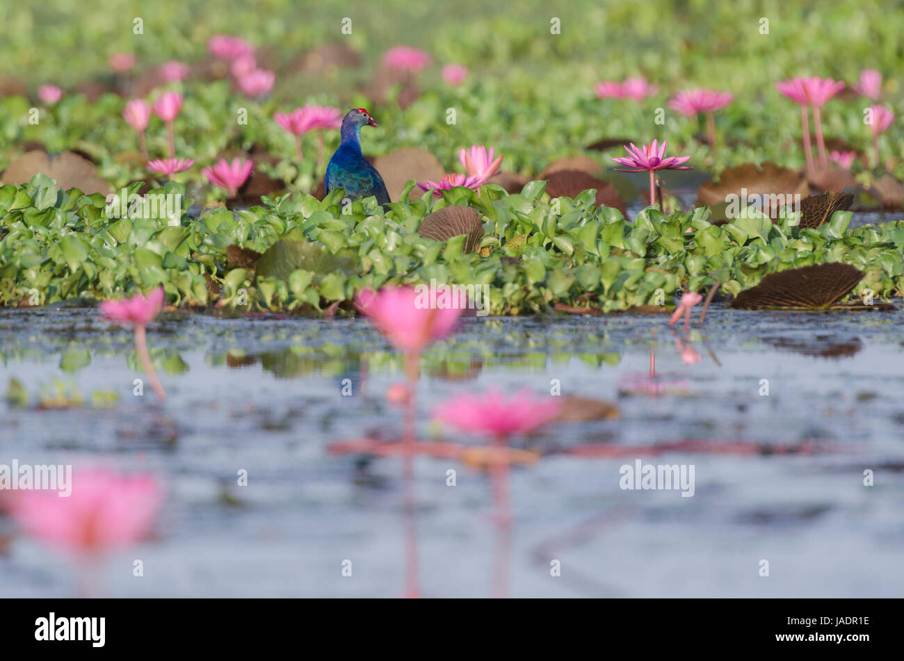 Purple Swamphen (Porphyrio porphyrio) hunting in a pool of pink lotus blossoms in the lake down the South of Thailand Stock Photo
