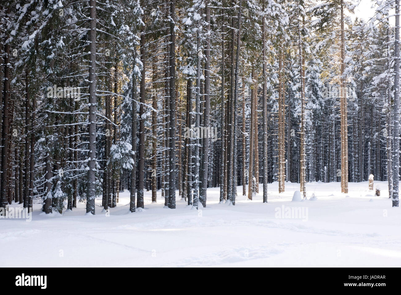 Mountain pine forest in winter Stock Photo - Alamy
