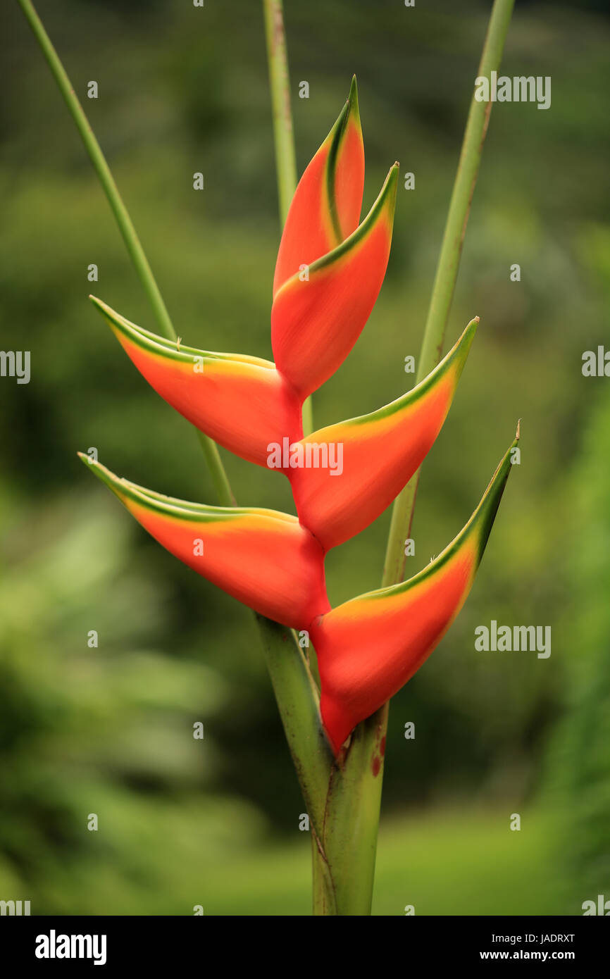 Heliconia flower, Hawaii Stock Photo