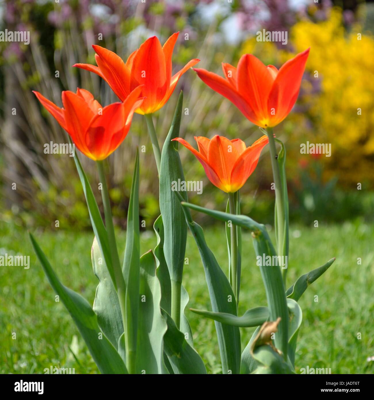 zweifarbige Tulpen auf der Wiese Stock Photo