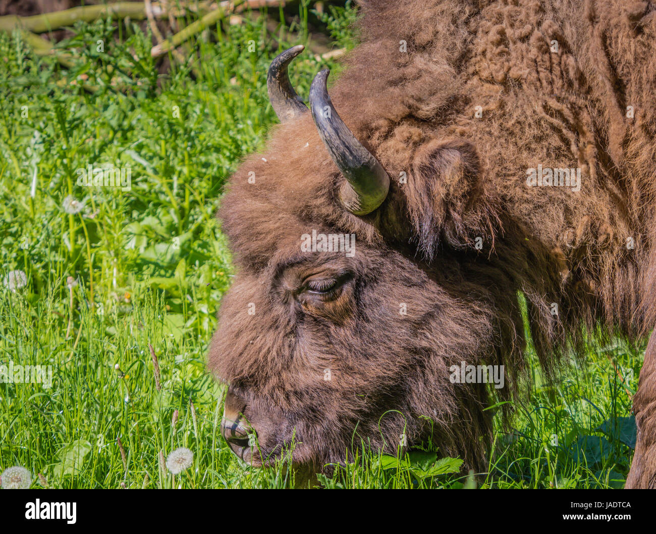 European bison or wisent grazing Stock Photo