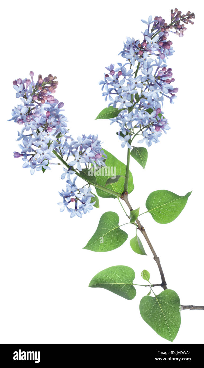 Lilac branch isolated on a white background Stock Photo - Alamy